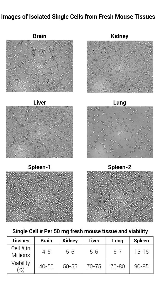 Minute™ Single Cell Isolation Kit for Fresh and Fixed Tissues (50 Preps)