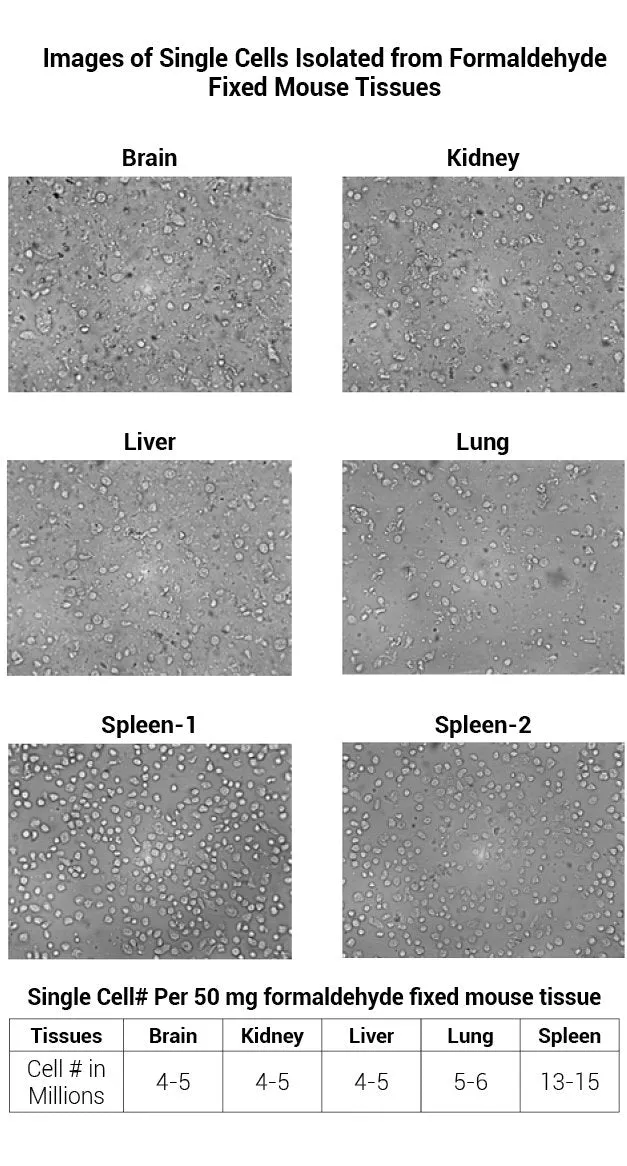 Minute™ Single Cell Isolation Kit for Fresh and Fixed Tissues (50 Preps)