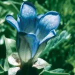 Range of Light - Explorer's Gentian - .25 fl oz
